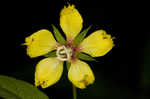 Lanceleaf loosestrife